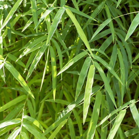 Malay Dwarf Bamboo - Bambusa heterostachya-Bamboo,Evergreen,Fast Growing,Full Sun,Moderate Water,Outdoor,Screening-Nursery Near Me