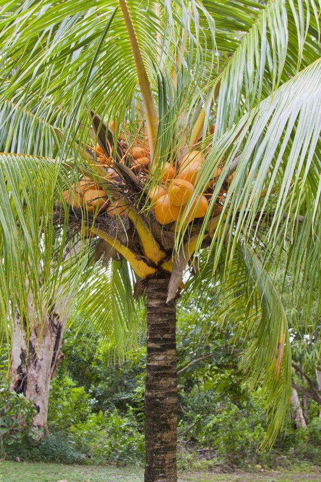 Malay Dwarf Coconut Palm - Cocos nucifera-Evergreen,Full Sun,High Water,Moderate Growing,Outdoor,Palm,Tropical-Nursery Near Me