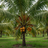 Malay Dwarf Coconut Palm