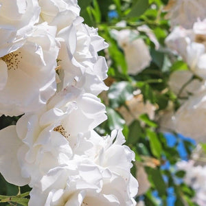 Man Size Camellia