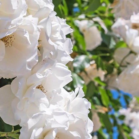 Man Size Camellia - Camellia japonica 'Man Size'-Evergreen,Flowering,Moderate Growing,Moderate Water,Ornamental,Outdoor,Partial Shade,Shrub-Nursery Near Me