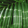 Manambe Palm