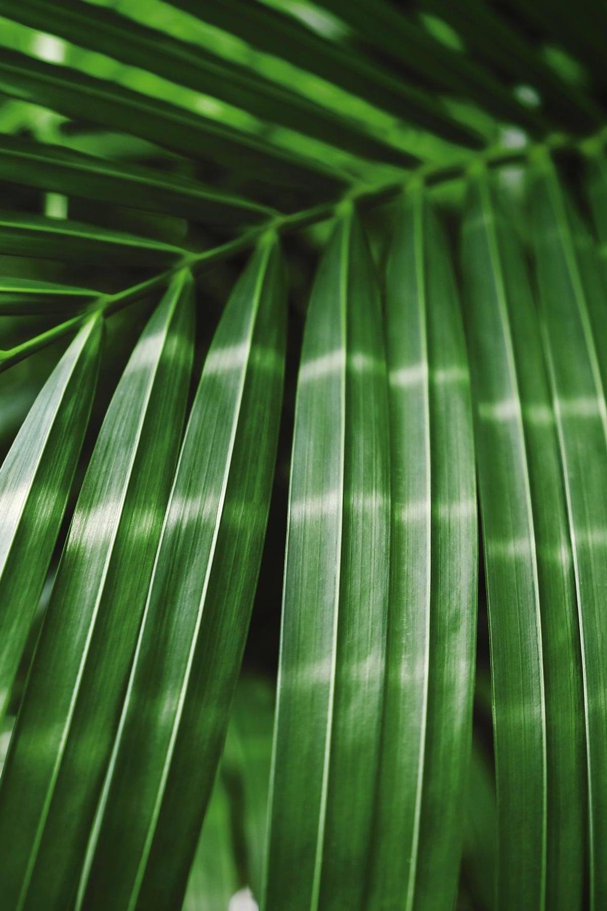 Manambe Palm - Dypsis rivularis-Evergreen,Moderate Water,Outdoor,Palm,Partial Shade,Slow Growing,Tropical-Nursery Near Me