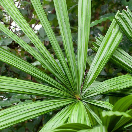 Mangrove Fan Palm - Licuala spinosa-Evergreen,High Water,Outdoor,Palm,Partial Shade,Slow Growing,Tropical-Nursery Near Me