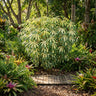 Manihot esculenta ‘Variegated Cassava’