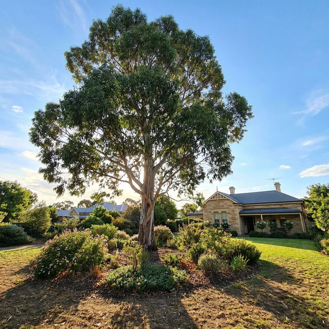 A tall Manna Gum - Eucalyptus viminalis, an Australian native tree, grows in a garden with a house and clear blue sky in the background.