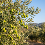 A branch of the Manzanillo Olive Tree (Olea europaea 'Manzanillo') with green olives grows against a clear blue sky and distant hills.