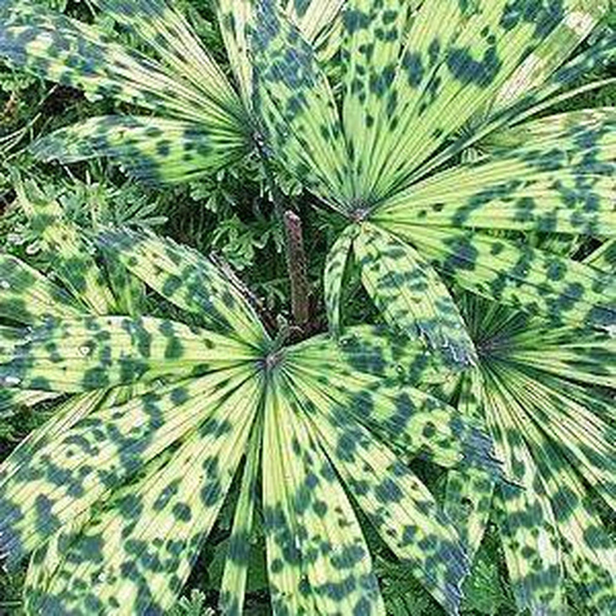 Mapu Licuala - Licuala mattanensis-Evergreen,Moderate Water,Outdoor,Palm,Partial Shade,rare,Slow Growing,Tropical-Nursery Near Me