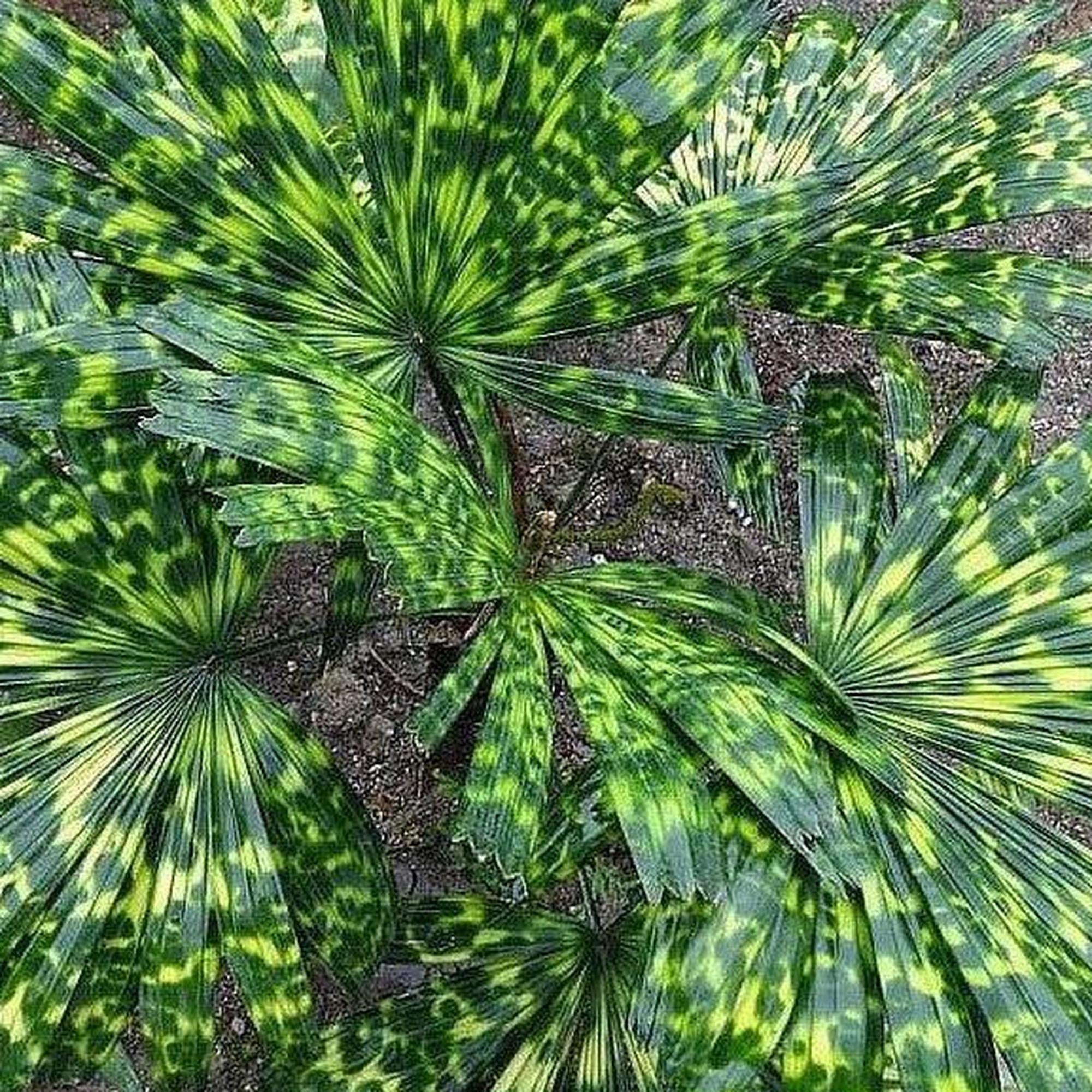 Mapu Licuala - Licuala mattanensis | Buy Online Australia