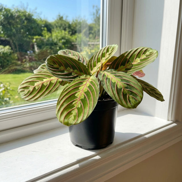 A potted Maranta leuconeura ‘Erythroneura’ Red Stripe, known for its striking patterned leaves, sits on a sunny windowsill overlooking a lush garden.