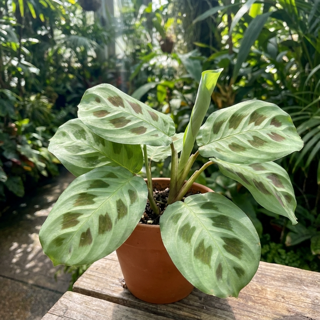 The Maranta ‘Rabbit’s Foot’ (Maranta leuconeura) features striking green leaves with dark patches. Pet-friendly and perfect for indoor spaces, this charming houseplant brings lush appeal to any room.