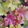 Marmalade Heuchera