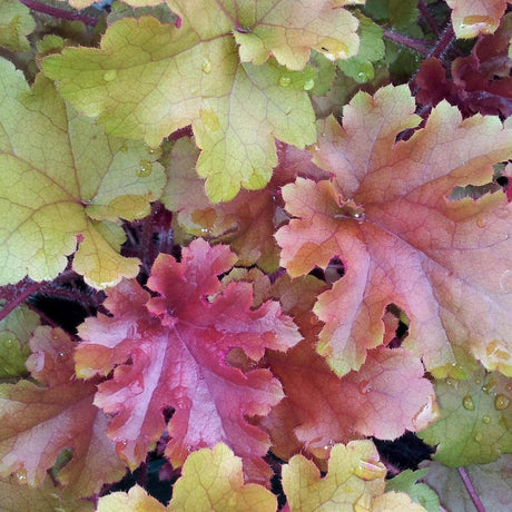 Marmalade Heuchera - Heuchera 'Marmalade'-Evergreen,Flowering,Moderate Growing,Moderate Water,Ornamental,Outdoor,Partial Shade-Nursery Near Me