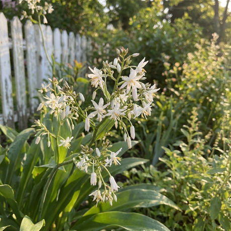 Arthropodium ‘Matapouri Bay’ (Arthropodium cirratum) displays white blooms and green leaves, thriving in sunlight—ideal for low-maintenance or coastal gardens, and striking beside a white picket fence.