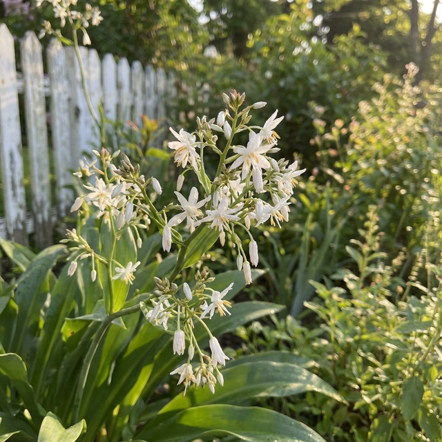 Arthropodium ‘Matapouri Bay’ (Arthropodium cirratum) displays white blooms and green leaves, thriving in sunlight—ideal for low-maintenance or coastal gardens, and striking beside a white picket fence.