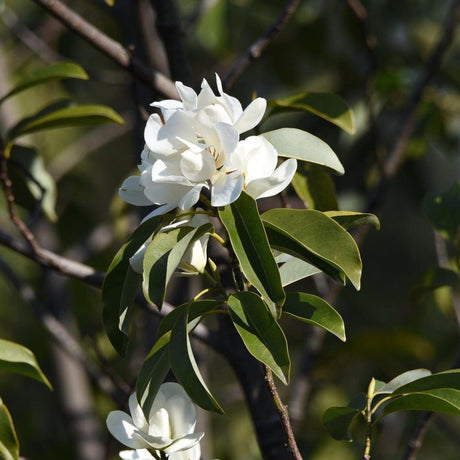 Maudiae Michelia - Michelia maudiae-Evergreen,Flowering,Moderate Growing,Moderate Water,Ornamental,Outdoor,Partial Shade-Nursery Near Me