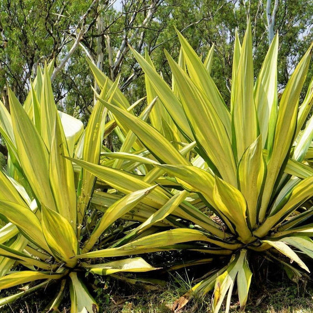 Mauritius Hemp - Furcraea foetida-Evergreen,Fast Growing,Full Sun,Low Water,Ornamental,Outdoor,Succulent-Nursery Near Me