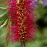 Mauve Mist Bottlebrush