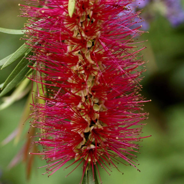 Mauve Mist Bottlebrush - Callistemon 'Mauve Mist'-Evergreen,Flowering,Full Sun,Moderate Growing,Moderate Water,Native,Outdoor-Nursery Near Me