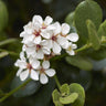 Maximus Indian Hawthorn