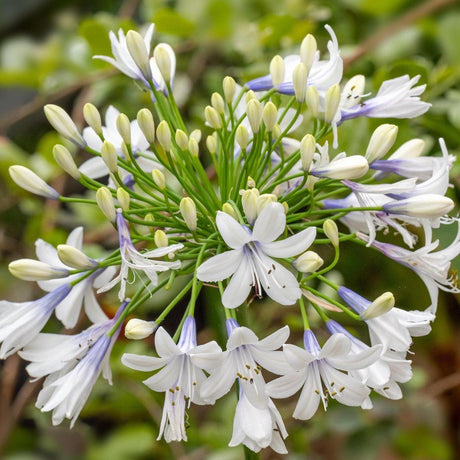 Maxsie Agapanthus - Agapanthus 'Maxsie'-Evergreen,Flowering,Full Sun,Moderate Growing,Moderate Water,Ornamental,Outdoor-Nursery Near Me