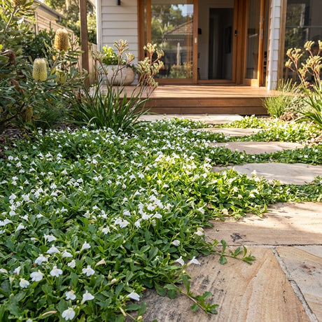 A stone path with Mazus ‘Fairy Dust’ groundcover and white blooms leads to a wooden porch and open door of a house.