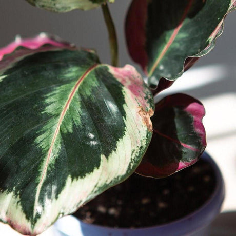 Medallion Calathea - Calathea 'Medallion'-Evergreen,Indoor,Moderate Water,Ornamental,Partial Shade,Slow Growing,Tropical-Nursery Near Me