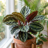 Medallion Calathea