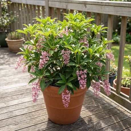 A Medinilla pendula - Medinilla pendula, a potted tropical shrub, features green leaves and cascading clusters of pink flowers displayed outdoors on a wooden deck.
