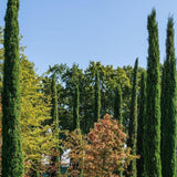 Mediterranean Cypress - Cupressus sempervirens 'Glauca'-Conifer,Evergreen,Full Sun,Low Water,Ornamental,Outdoor,Screening,Slow Growing-Nursery Near Me