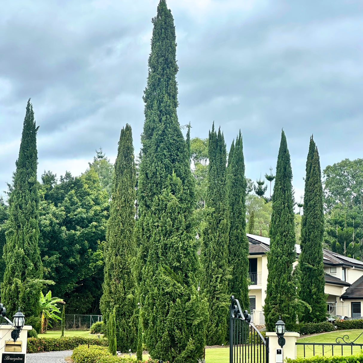 Mediterranean Cypress - Cupressus sempervirens 'Glauca', prized for its drought-tolerance and evergreen hedging, lines the front yard of a house under a cloudy sky with lush greenery beyond.