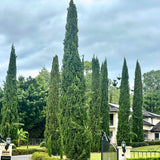 Mediterranean Cypress - Cupressus sempervirens 'Glauca', prized for its drought-tolerance and evergreen hedging, lines the front yard of a house under a cloudy sky with lush greenery beyond.