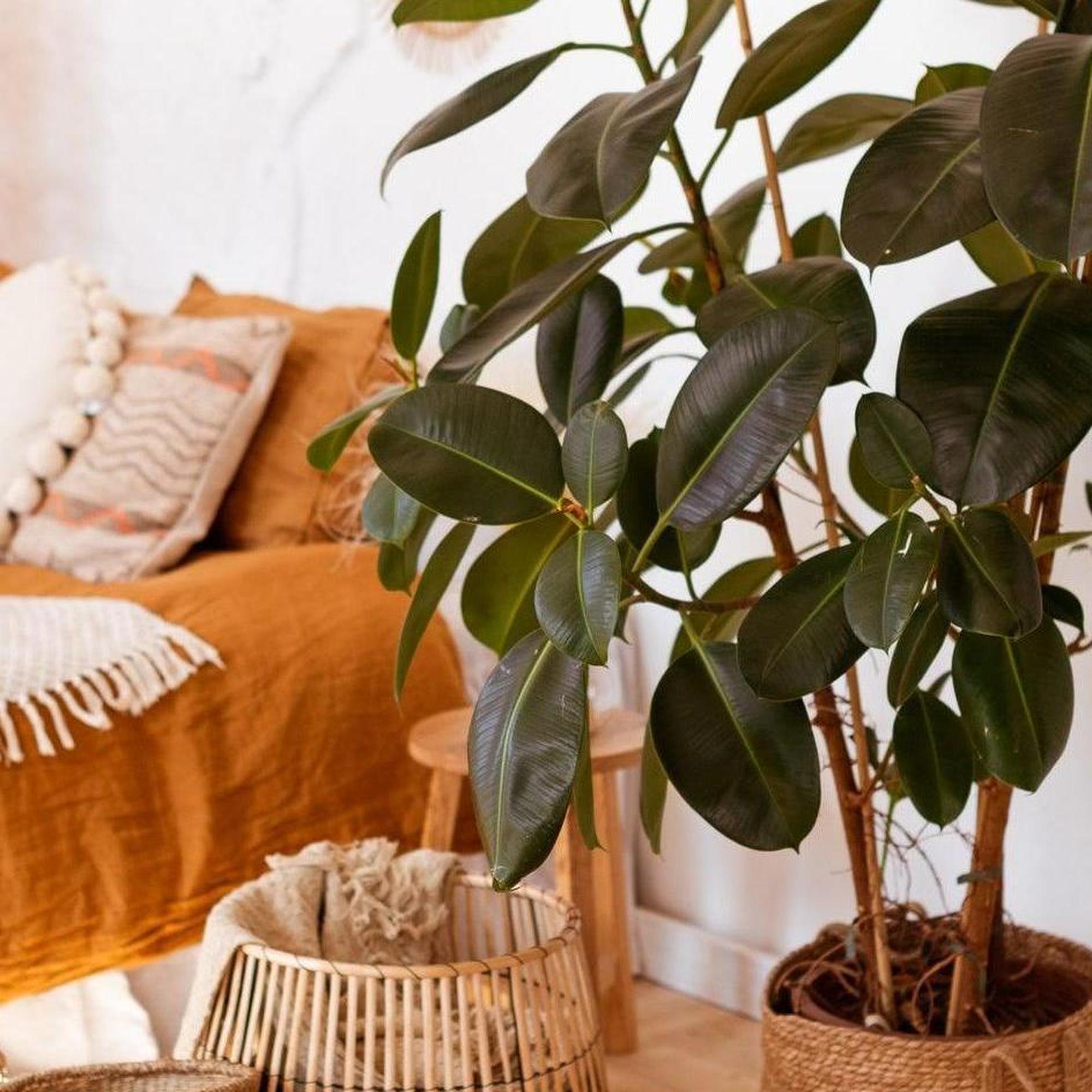 rubber tree melany Melany Rubber Plant - Ficus elastica Melany