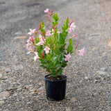 Merlin's Magic Dipladenia - Dipladenia sanderi 'Rosea'-Climber,Evergreen,Full Sun,Moderate Growing,Moderate Water,Outdoor,Tropical-Nursery Near Me