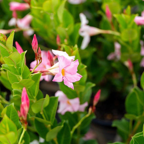 Merlin's Magic Dipladenia - Dipladenia sanderi 'Rosea'-Climber,Evergreen,Full Sun,Moderate Growing,Moderate Water,Outdoor,Tropical-Nursery Near Me