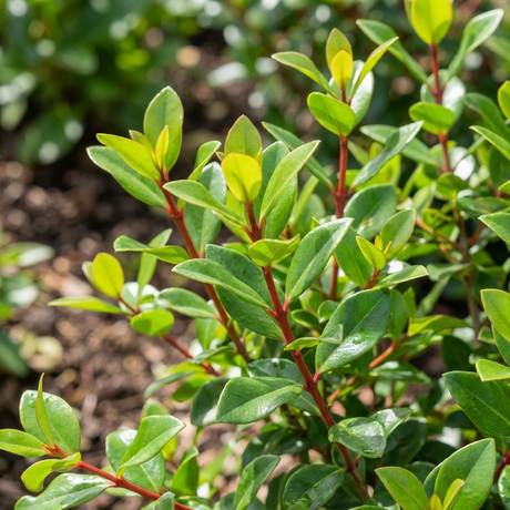 Close-up of Metrosideros ‘Mini Christmas’ (Metrosideros collina hybrid), a compact evergreen with glossy leaves and reddish stems, also known as NZ Christmas Bush, shown in a garden bed.