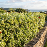Thomas's Pohutukawa (Metrosideros thomasii), a green hedge with small red flowers, grows beside a stone wall in a coastal garden, with hills and the ocean in the background.