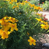 Mexican Marigold (Tagetes lemmonii) displays yellow blooms among fragrant green foliage in a sunny garden, accompanied by a path and other drought-tolerant shrubs and flowers in the background.
