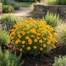 Mexican Marigold