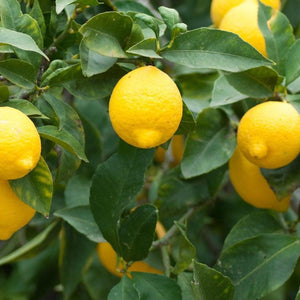 Meyer Lemon Tree