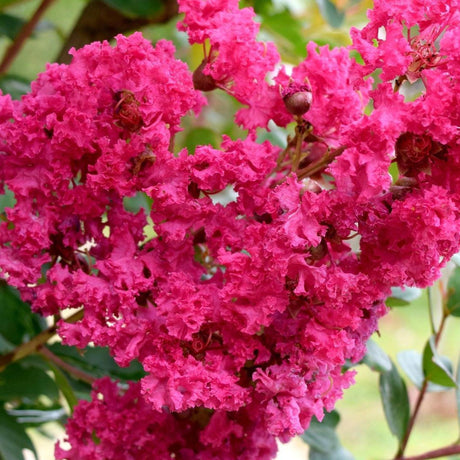 Miami Crepe Myrtle - Lagerstroemia 'Miami'-Deciduous,Fast Growing,Flowering,Full Sun,Moderate Water,Outdoor,Tree-Nursery Near Me