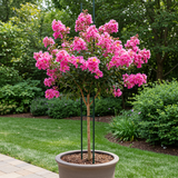 A potted Miami Crepe Myrtle - Lagerstroemia 'Miami', a drought-tolerant tree, shows vibrant pink blooms on a patio in a lush garden.