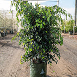 The Midnight Beauty Ficus - Ficus benjamina Midnight Beauty, known for its air-purifying abilities, showcases lush green leaves as it elegantly rests on a garden or nursery dirt path.-Nursery Near Me