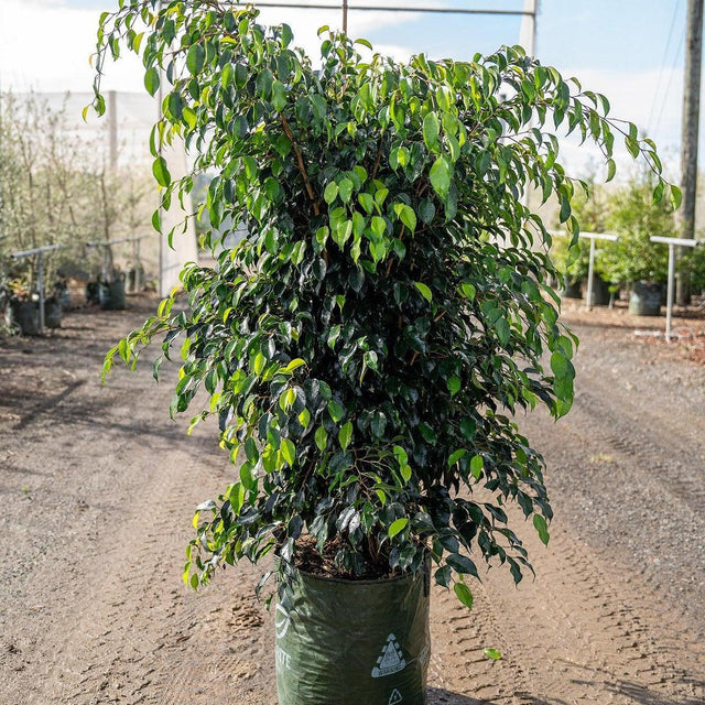 Midnight Beauty Ficus - Ficus benjamina 'Midnight Beauty'-Evergreen,Indoor,Moderate Water,Ornamental,Partial Shade,Shrub,Slow Growing-Nursery Near Me