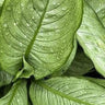 Milky Way Dumb Cane