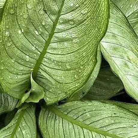 Milky Way Dumb Cane - Dieffenbachia 'Milky Way'-Evergreen,Indoor,Moderate Growing,Moderate Water,Ornamental,Partial Shade,Tropical-Nursery Near Me