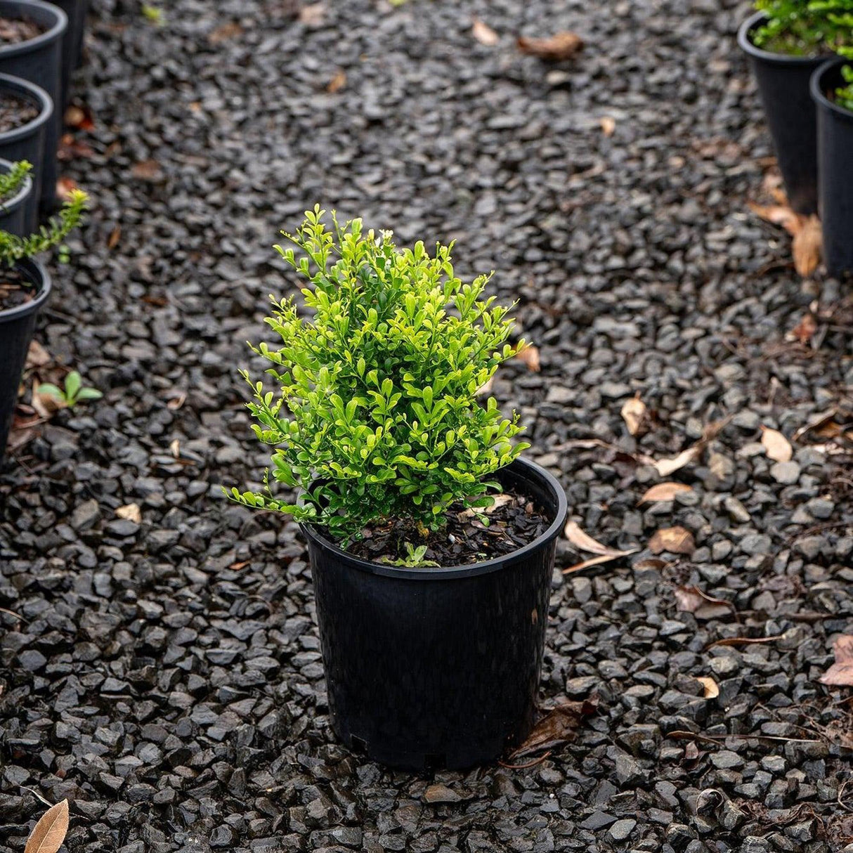 Min a Min Mock Orange - Murraya paniculata 'Min a Min'-Evergreen,Hedge,Moderate Water,Outdoor,Partial Shade,Screening,Shrub,Slow Growing-Nursery Near Me