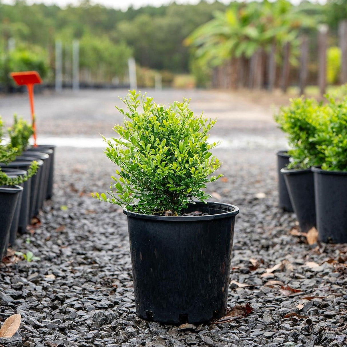 Min a Min Mock Orange - Murraya paniculata 'Min a Min'-Evergreen,Hedge,Moderate Water,Outdoor,Partial Shade,Screening,Shrub,Slow Growing-Nursery Near Me