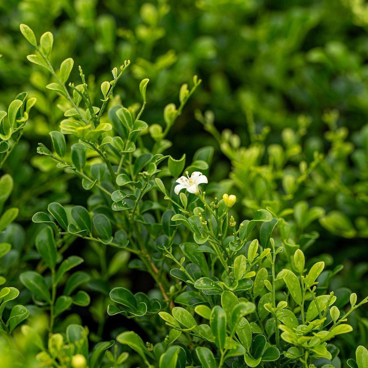 Min a Min Mock Orange - Murraya paniculata 'Min a Min'-Evergreen,Hedge,Moderate Water,Outdoor,Partial Shade,Screening,Shrub,Slow Growing-Nursery Near Me