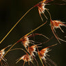 Mingo Kangaroo Grass